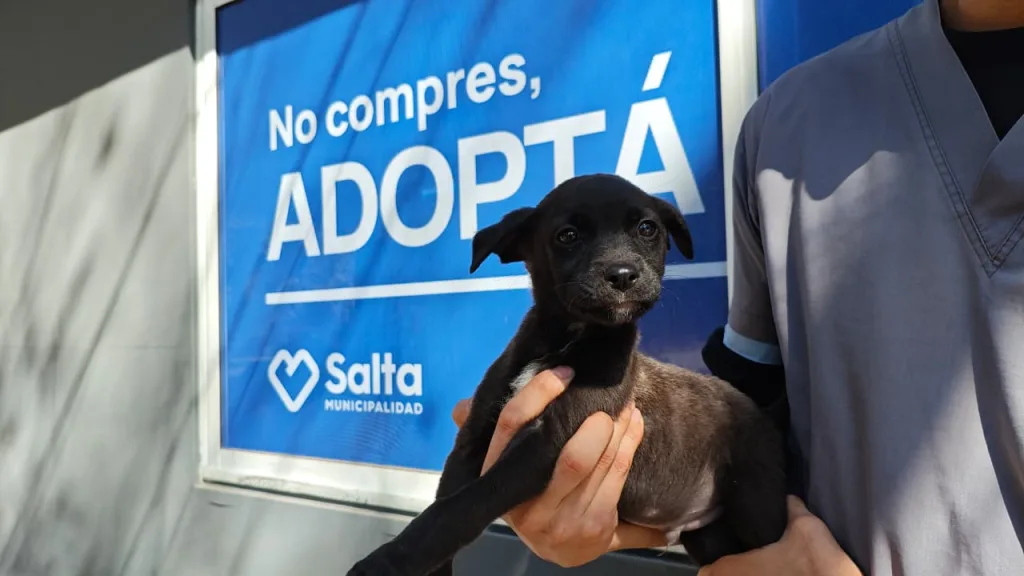 perros-en-adopcion-3-1024x576